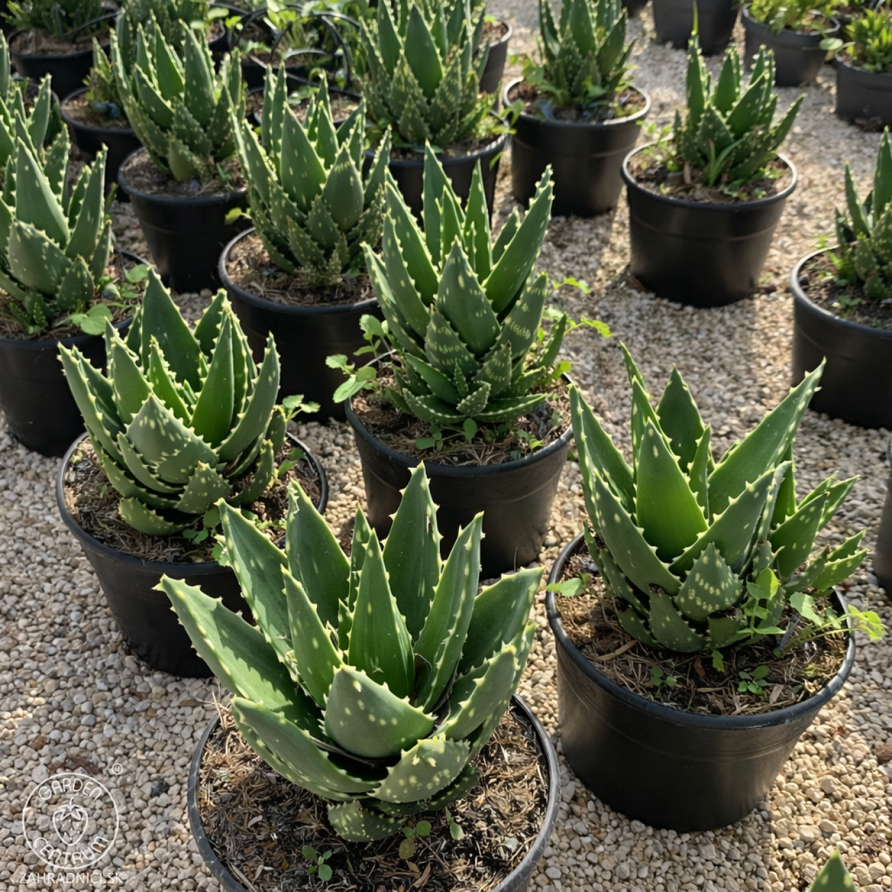Obrázok Aloe Mitriformis - výška 15-25 cm, kont. C5L